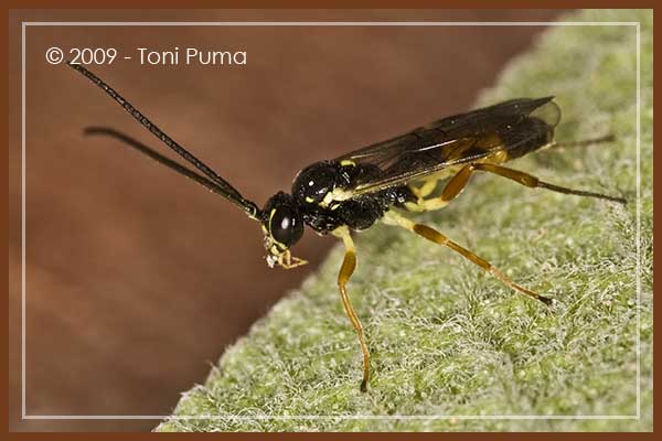 Imenottero siciliano: Ichneumonidae Diplazontinae